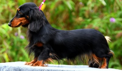 https://chiens-de-france.com/photo/chiens/2025_07/tn200/TN200_chiens-Teckel-poil-long-a674b5f5-73bf-8264-dd43-85e12a667218_min.jpg