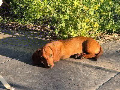 Alberto Du Moulin Sault