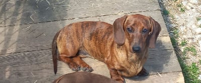 https://chiens-de-france.com/photo/chiens/2025_07/tn200/TN200_chiens-Teckel-poil-ras-b1c20ae5-db55-b384-0945-e1915457c4b9_min.jpg