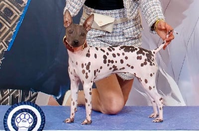 https://chiens-de-france.com/photo/chiens/2025_07/tn200/TN200_chiens-Terrier-nu-americain-eb715b7d-85ad-ac84-21ae-ffaac4c59af2_min.jpg