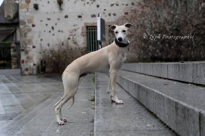 Scratchi Du domaine belle rose