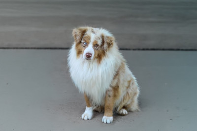 peaceful acres Time after time