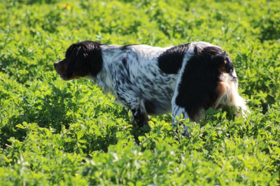 Viking De La Vall?e De La Py