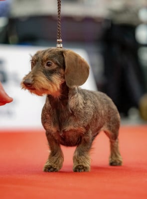 Jocker Of The Queen Ultimo vittorino