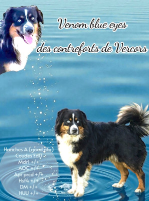 Venom blue eyes Des Contreforts Du Vercors