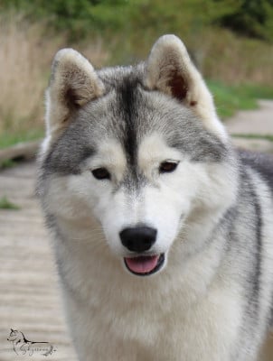 https://chiens-de-france.com/photo/chiens/2025_08/tn200/TN200_2026031321233669b47248c21c7.jpg