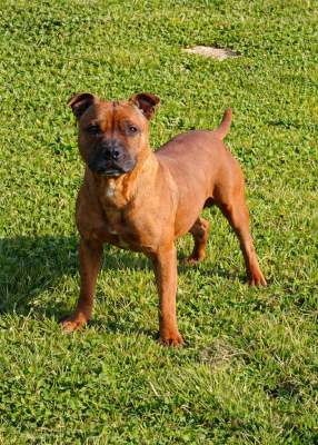 https://chiens-de-france.com/photo/chiens/2025_08/tn200/TN200_2026032110041269be5f0c2d6f3.png