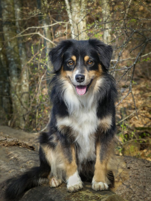 Sky des Petites Symphonies