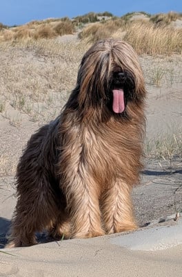 Gift of fate moravia campanella