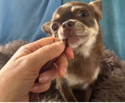 https://chiens-de-france.com/photo/chiens/2025_08/tn200/TN200_202605202000526a0df6d45b697.jpg