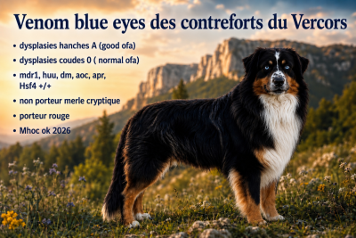 Venom blue eyes Des Contreforts Du Vercors