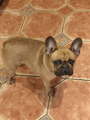 https://chiens-de-france.com/photo/chiens/2025_08/tn200/TN200_chiens--0ab2e203-b883-faf4-99fb-62aedbfe03f1_min.jpg