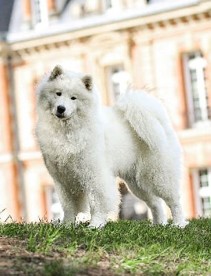https://chiens-de-france.com/photo/chiens/2025_08/tn200/TN200_chiens--2134b746-5d11-fc14-415d-1e353b45db8e_min.jpg