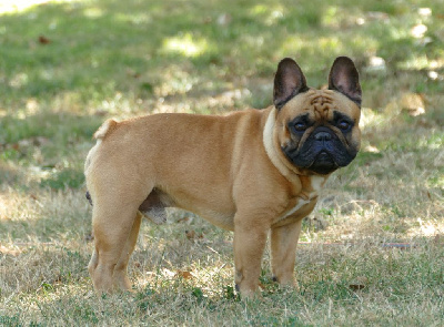 Tony montana Du Domaine De Nelya