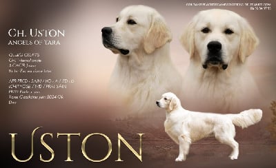 CH. Uston Angels of Tara