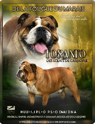 Toranto Des éclats De Cassiopée