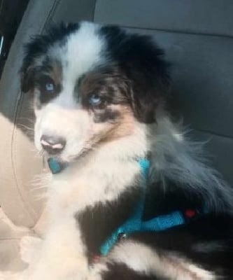 Vroom legend of red robin legend of red robin