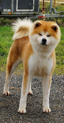 Awa kinryu go jr.matsunaga