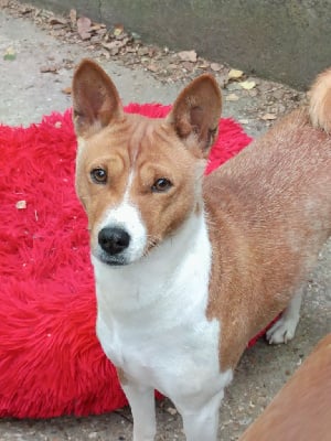 https://chiens-de-france.com/photo/chiens/2025_08/tn200/TN200_chiens-Basenji-015e94ca-9329-e324-7d25-67c544f8ce36_min.jpg