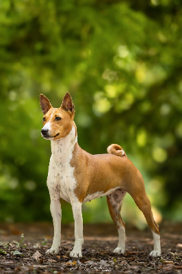 https://chiens-de-france.com/photo/chiens/2025_08/tn200/TN200_chiens-Basenji-06196cc2-ea44-3cb4-1d3b-c758b2bf52a1_min.jpg