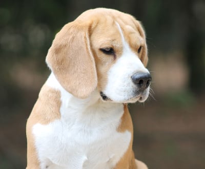 https://chiens-de-france.com/photo/chiens/2025_08/tn200/TN200_chiens-Beagle-519ba882-36ee-bec4-1543-f4976b39609c_min.jpg