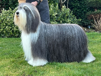 https://chiens-de-france.com/photo/chiens/2025_08/tn200/TN200_chiens-Bearded-Collie-32de0dca-94d0-4a94-5910-ea4b3239ea9c_min.jpg