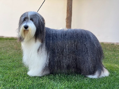 https://chiens-de-france.com/photo/chiens/2025_08/tn200/TN200_chiens-Bearded-Collie-f80aa452-98e9-e824-3197-413a7c9ba766_min.jpg