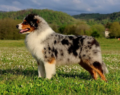 CH. Tyler blue Du Paradis Sauvage De Menestruel