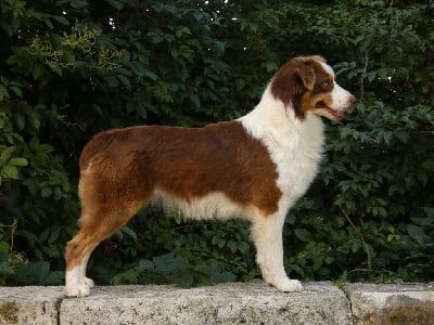 https://chiens-de-france.com/photo/chiens/2025_08/tn200/TN200_chiens-Berger-Australien-24cb1103-5dd0-5884-bdfe-1402ebd35fdb_min.jpg