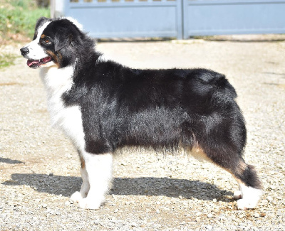 https://chiens-de-france.com/photo/chiens/2025_08/tn200/TN200_chiens-Berger-Australien-55a1ce33-7c76-9414-2546-a51f86124a1c_min.jpg