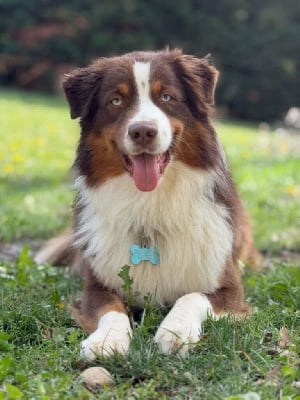 Uparis koda Des Collines Du Lac De Paladru