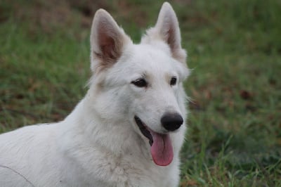 https://chiens-de-france.com/photo/chiens/2025_08/tn200/TN200_chiens-Berger-Blanc-Suisse-0826790b-758b-8ac4-4de2-b6ce0af5698c_min.jpg