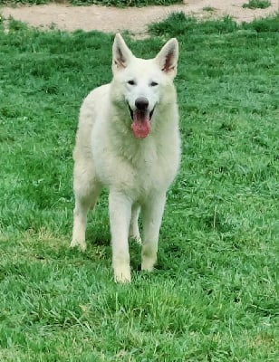 https://chiens-de-france.com/photo/chiens/2025_08/tn200/TN200_chiens-Berger-Blanc-Suisse-b0a779ff-8837-1454-4182-fc3ed04a2b56_min.jpg