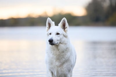 https://chiens-de-france.com/photo/chiens/2025_08/tn200/TN200_chiens-Berger-Blanc-Suisse-d9b326b9-65cc-6184-d5cd-32a592d233c3_min.jpg