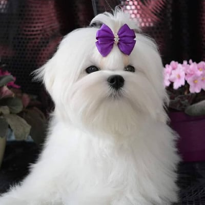 https://chiens-de-france.com/photo/chiens/2025_08/tn200/TN200_chiens-Bichon-maltais-7f6d6667-439c-36a4-5dcb-473e131c62b6_min.jpg