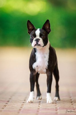 https://chiens-de-france.com/photo/chiens/2025_08/tn200/TN200_chiens-Boston-Terrier-8c3acdda-92e8-dcb4-0d32-0ea34eced32c_min.jpg