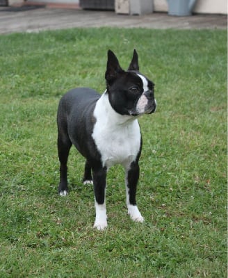 https://chiens-de-france.com/photo/chiens/2025_08/tn200/TN200_chiens-Boston-Terrier-f9ec82c4-fb1c-2164-b906-9830a48fff92_min.jpg