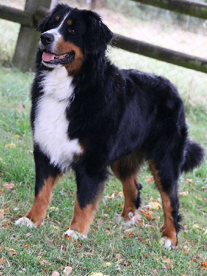 Ulk du Paradis du Domaine du Bouquet