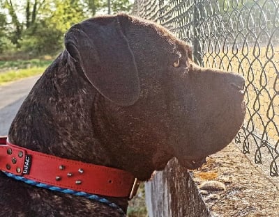 Tino maitouk des L?gendes de Goliath