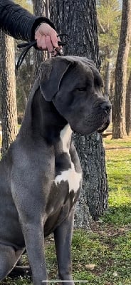 https://chiens-de-france.com/photo/chiens/2025_08/tn200/TN200_chiens-Cane-Corso-b4ca4673-55d2-c314-bd2c-e415c794655f_min.jpg