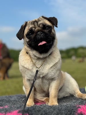https://chiens-de-france.com/photo/chiens/2025_08/tn200/TN200_chiens-Carlin-d091018a-a001-d0a4-f184-d4f97e4f0ced_min.jpg