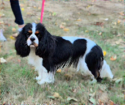 https://chiens-de-france.com/photo/chiens/2025_08/tn200/TN200_chiens-Cavalier-King-Charles-Spaniel-7b4f8dc2-47ee-0354-0187-737623eece62_min.jpg