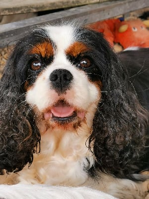 https://chiens-de-france.com/photo/chiens/2025_08/tn200/TN200_chiens-Cavalier-King-Charles-Spaniel-83b96920-f398-88d4-e94f-1f61ff52a610_min.jpg