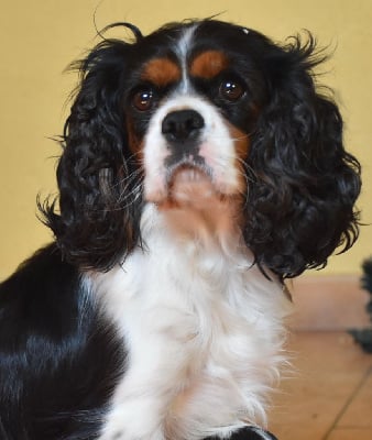 https://chiens-de-france.com/photo/chiens/2025_08/tn200/TN200_chiens-Cavalier-King-Charles-Spaniel-ec5ebab3-e805-1b14-bdf6-73429997da1f_min.jpg
