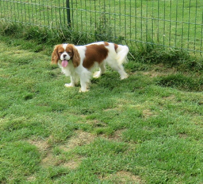 Vegas trognons d'haudricourt