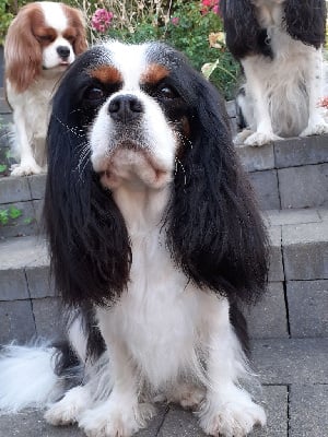 https://chiens-de-france.com/photo/chiens/2025_08/tn200/TN200_chiens-Cavalier-King-Charles-Spaniel-fa8945b0-3e07-8684-2968-f29348b35a8a_min.jpg