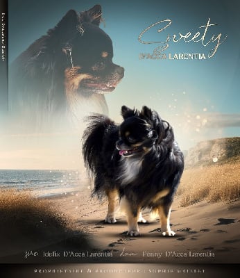 Sweety d'Acca Larentia