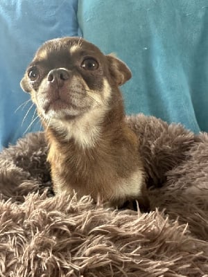 https://chiens-de-france.com/photo/chiens/2025_08/tn200/TN200_chiens-Chihuahua-e63c83b9-314e-9384-0d46-a9067faad698_min.jpg
