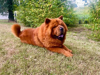 old sweetland's Veyzh dit tosha