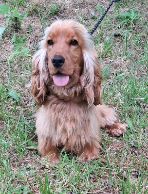 https://chiens-de-france.com/photo/chiens/2025_08/tn200/TN200_chiens-Cocker-Spaniel-Anglais-13c2a877-13ed-2224-7d27-9fa927f78c69_min.jpg